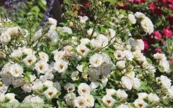 Popcorn Drift Groundcover Rose - 1 Gallon Pot 12 Popcorn Drift Groundcover Rose - 1 Gallon Pot -SHRUBS and BUSHES Store Drift Rose Popcorn 21