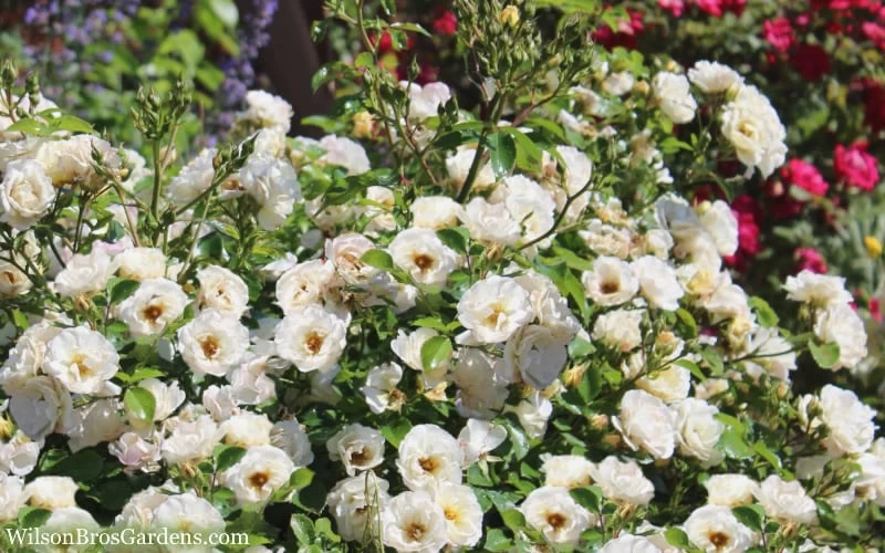 Popcorn Drift Groundcover Rose - 1 Gallon Pot 7 Popcorn Drift Groundcover Rose - 1 Gallon Pot - Image 5