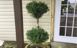 Poodle Tier Dwarf Alberta Spruce Topiary - 2 Gallon Pot 9 Poodle Tier Dwarf Alberta Spruce Topiary - 2 Gallon Pot -SHRUBS and BUSHES Store Dwarf Alberta Spruce Poodle Tier 2