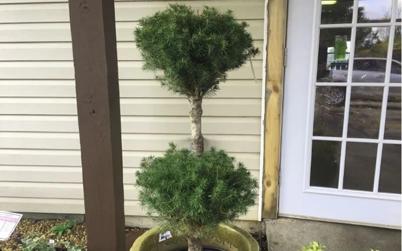 Poodle Tier Dwarf Alberta Spruce Topiary - 2 Gallon Pot 6 Poodle Tier Dwarf Alberta Spruce Topiary - 2 Gallon Pot - Image 4
