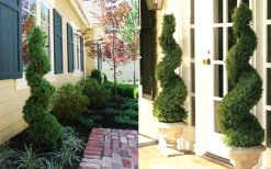 Spiral Dwarf Alberta Spruce Topiary - 5 Gallon Pot -SHRUBS and BUSHES Store Dwarf Alberta Spruce Spiral 3