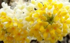 Winter Gold Edgeworthia Chrysantha - Paper Bush - 5 Gallon Pot -SHRUBS and BUSHES Store Edgeworthia Flower Closeup