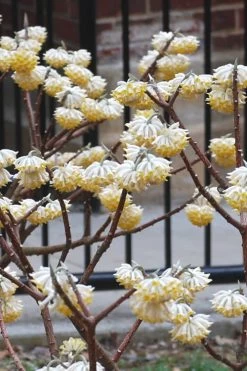 Snow Cream Edgeworthia Paper Bush - 5 Gallon 12 Snow Cream Edgeworthia Paper Bush - 5 Gallon -SHRUBS and BUSHES Store Edgeworthia Snow Cream 4
