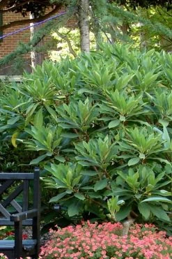 Snow Cream Edgeworthia Paper Bush - 5 Gallon 11 Snow Cream Edgeworthia Paper Bush - 5 Gallon -SHRUBS and BUSHES Store Edgeworthia Snow Cream 7