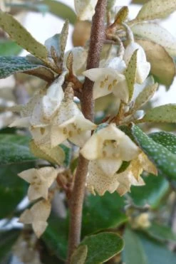 Glen St. Mary Silverberry (Elaeagnus Pungens) - 7 Gallon Pot -SHRUBS and BUSHES Store Elaeagnus Glen St Mary Flowers