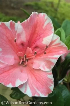 Autumn Sunburst Encore Azalea - 6 Pack Of 1 Gallon Pots