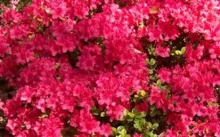 Autumn Cheer Encore Azalea - 1 Gallon Pot -SHRUBS and BUSHES Store Encore Azalea Cheer 1