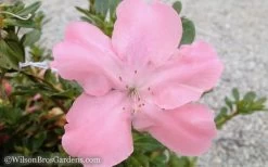 Autumn Debutante Encore Azalea - 1 Gallon 9 Autumn Debutante Encore Azalea - 1 Gallon -SHRUBS and BUSHES Store Encore Azalea Debutante 3 50