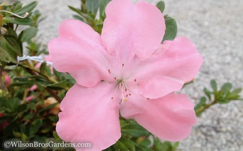 Autumn Debutante Encore Azalea - 1 Gallon 6 Autumn Debutante Encore Azalea - 1 Gallon - Image 4