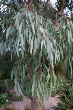 Angus Cold Hardy Eucalyptus Tree (Eucalyptus Nicholii) - 1 Gallon Pot 17 Angus Cold Hardy Eucalyptus Tree (Eucalyptus Nicholii) - 1 Gallon Pot -SHRUBS and BUSHES Store Eucalyptus Angus 15 1