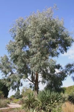 Angus Cold Hardy Eucalyptus Tree (Eucalyptus Nicholii) - 1 Gallon Pot 16 Angus Cold Hardy Eucalyptus Tree (Eucalyptus Nicholii) - 1 Gallon Pot -SHRUBS and BUSHES Store Eucalyptus Angus 16 1