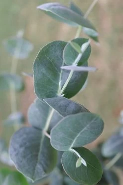 Big O Cold Hardy Eucalyptus Tree (Eucalyptus Neglecta) - 5 Gallon Pot (5-6') 17 Big O Cold Hardy Eucalyptus Tree (Eucalyptus Neglecta) - 5 Gallon Pot (5-6') -SHRUBS and BUSHES Store Eucalyptus Big O 3 500x750 2
