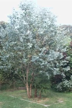 Big O Cold Hardy Eucalyptus Tree (Eucalyptus Neglecta) - 3 Gallon Pot 13 Big O Cold Hardy Eucalyptus Tree (Eucalyptus Neglecta) - 3 Gallon Pot -SHRUBS and BUSHES Store Eucalyptus Big O 5 500x750 8
