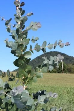 Big O Cold Hardy Eucalyptus Tree (Eucalyptus Neglecta) - 2 Gallon Pot 15 Big O Cold Hardy Eucalyptus Tree (Eucalyptus Neglecta) - 2 Gallon Pot -SHRUBS and BUSHES Store Eucalyptus Big O Cold 2 500x750 6