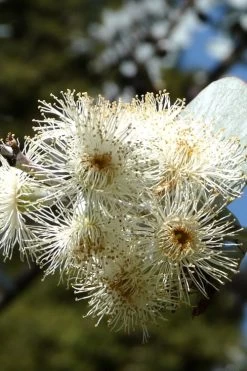 Bluey Cold Hardy Eucalyptus Tree (Eucalyptus Pulverulenta) - 3 Gallon Pot 18 Bluey Cold Hardy Eucalyptus Tree (Eucalyptus Pulverulenta) - 3 Gallon Pot -SHRUBS and BUSHES Store Eucalyptus Bluey 6
