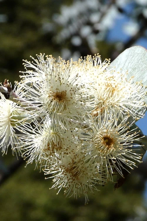 Bluey Cold Hardy Eucalyptus Tree (Eucalyptus Pulverulenta) - 5 Gallon Pot 10 Bluey Cold Hardy Eucalyptus Tree (Eucalyptus Pulverulenta) - 5 Gallon Pot - Image 8