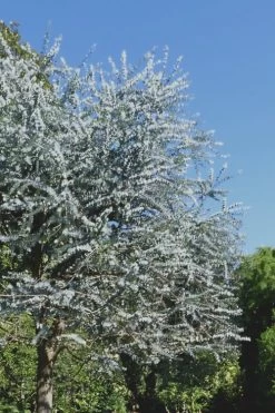 Bluey Cold Hardy Eucalyptus Tree (Eucalyptus Pulverulenta) - 3 Gallon Pot 16 Bluey Cold Hardy Eucalyptus Tree (Eucalyptus Pulverulenta) - 3 Gallon Pot -SHRUBS and BUSHES Store Eucalyptus Bluey 7