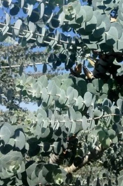 Bluey Cold Hardy Eucalyptus Tree (Eucalyptus Pulverulenta) - 3 Gallon Pot 15 Bluey Cold Hardy Eucalyptus Tree (Eucalyptus Pulverulenta) - 3 Gallon Pot -SHRUBS and BUSHES Store Eucalyptus Bluey 8