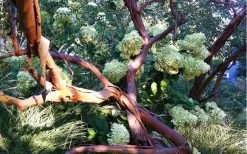 Funky Monkey Cold Hardy Eucalyptus Tree (Eucalyptus Parvula) - 3 Quart Pot -SHRUBS and BUSHES Store Eucalyptus Funky Monkey Branches 1