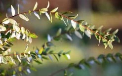 Funky Monkey Cold Hardy Eucalyptus Tree (Eucalyptus Parvula) - 6 Pack Of 1 Gallon Pots -SHRUBS and BUSHES Store Eucalyptus Funky Monkey Leaves 3