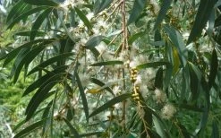 Funky Monkey Cold Hardy Eucalyptus Tree (Eucalyptus Parvula) - 3 Gallon Pot 12 Funky Monkey Cold Hardy Eucalyptus Tree (Eucalyptus Parvula) - 3 Gallon Pot -SHRUBS and BUSHES Store Eucalyptus Funky Monkey Leaves Mature