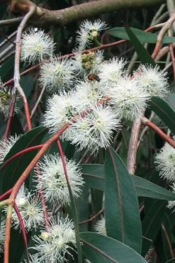 Jersey Girl Cold Hardy Eucalyptus Tree (Eucalyptus Macarthurii) - 3 Quart Pot -SHRUBS and BUSHES Store Eucalyptus Jersey Girl 1 5