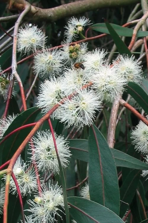 Jersey Girl Cold Hardy Eucalyptus Tree (Eucalyptus Macarthurii) - 2 Gallon Pot 11 Jersey Girl Cold Hardy Eucalyptus Tree (Eucalyptus Macarthurii) - 2 Gallon Pot - Image 9