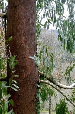 Jersey Girl Cold Hardy Eucalyptus Tree (Eucalyptus Macarthurii) - 6 Pack Of 1 Gallon Pots -SHRUBS and BUSHES Store Eucalyptus Jersey Girl 2 1