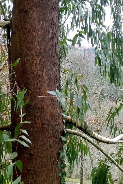 Jersey Girl Cold Hardy Eucalyptus Tree (Eucalyptus Macarthurii) - 2 Gallon Pot 10 Jersey Girl Cold Hardy Eucalyptus Tree (Eucalyptus Macarthurii) - 2 Gallon Pot - Image 8