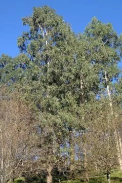 Jersey Girl Cold Hardy Eucalyptus Tree (Eucalyptus Macarthurii) - 3 Gallon Pot -SHRUBS and BUSHES Store Eucalyptus Jersey Girl 3 2