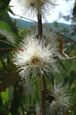 Jersey Girl Cold Hardy Eucalyptus Tree (Eucalyptus Macarthurii) - Quart Pot -SHRUBS and BUSHES Store Eucalyptus Jersey Girl 4 4