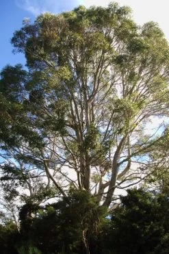 Jersey Girl Cold Hardy Eucalyptus Tree (Eucalyptus Macarthurii) - 3 Gallon Pot -SHRUBS and BUSHES Store Eucalyptus Jersey Girl 6 2