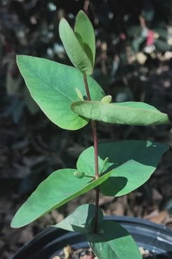 Jersey Girl Cold Hardy Eucalyptus Tree (Eucalyptus Macarthurii) - Quart Pot -SHRUBS and BUSHES Store Eucalyptus Jersey Girl 7 4
