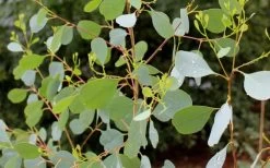 Lucky Country Cold Hardy Eucalyptus Tree (Eucalyptus Camphora) - Quart Pot -SHRUBS and BUSHES Store Eucalyptus Lucky Country 1