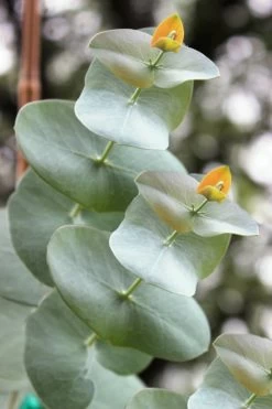 Luna Cold Hardy Eucalyptus Tree (Eucalyptus Perriniana) - 1 Gallon Pot -SHRUBS and BUSHES Store Eucalyptus Luna 1 2