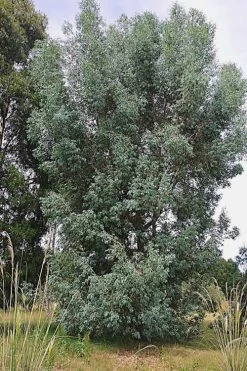 Luna Cold Hardy Eucalyptus Tree (Eucalyptus Perriniana) - Quart Pot -SHRUBS and BUSHES Store Eucalyptus Luna 5 3
