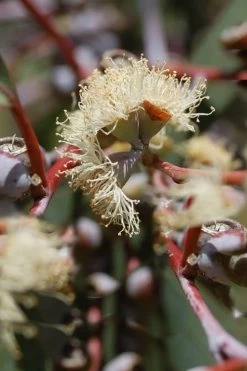 Luna Cold Hardy Eucalyptus Tree (Eucalyptus Perriniana) - Quart Pot -SHRUBS and BUSHES Store Eucalyptus Luna 6 3