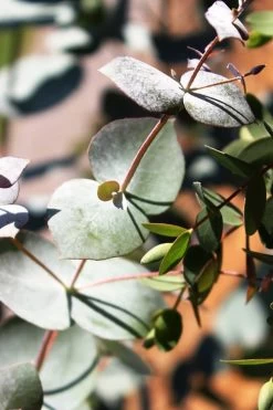 Maggie Cold Hardy Eucalyptus Tree (Eucalyptus Nova Anglica) - 2 Gallon Pot 13 Maggie Cold Hardy Eucalyptus Tree (Eucalyptus Nova Anglica) - 2 Gallon Pot -SHRUBS and BUSHES Store Eucalyptus Maggie 10 3