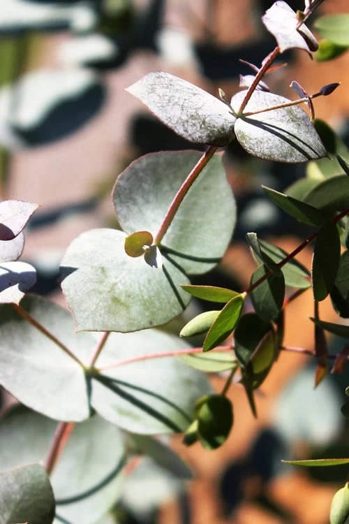 Maggie Cold Hardy Eucalyptus Tree (Eucalyptus Nova Anglica) - 2 Gallon Pot 8 Maggie Cold Hardy Eucalyptus Tree (Eucalyptus Nova Anglica) - 2 Gallon Pot - Image 6