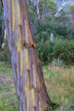 Sheila Cold Hardy Eucalyptus Tree (Eucalyptus Stellulata) - Quart Pot -SHRUBS and BUSHES Store Eucalyptus Sheila 10