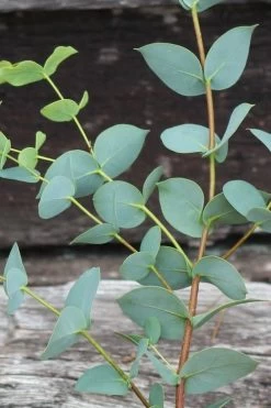Sheila Cold Hardy Eucalyptus Tree (Eucalyptus Stellulata) - Quart Pot -SHRUBS and BUSHES Store Eucalyptus Sheila 2
