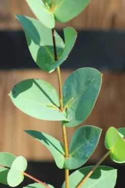 Sheila Cold Hardy Eucalyptus Tree (Eucalyptus Stellulata) - Quart Pot -SHRUBS and BUSHES Store Eucalyptus Sheila 3