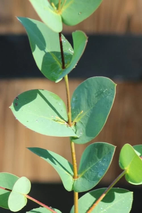 Sheila Cold Hardy Eucalyptus Tree (Eucalyptus Stellulata) - 1 Gallon Pot 8 Sheila Cold Hardy Eucalyptus Tree (Eucalyptus Stellulata) - 1 Gallon Pot - Image 6