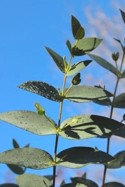 Sheila Cold Hardy Eucalyptus Tree (Eucalyptus Stellulata) - 3 Gallon Pot 20 Sheila Cold Hardy Eucalyptus Tree (Eucalyptus Stellulata) - 3 Gallon Pot -SHRUBS and BUSHES Store Eucalyptus Sheila 5 2