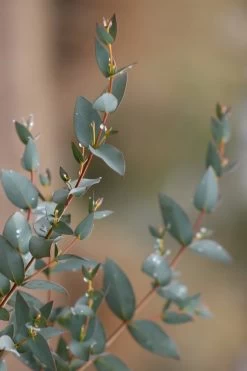 Sheila Cold Hardy Eucalyptus Tree (Eucalyptus Stellulata) - Quart Pot -SHRUBS and BUSHES Store Eucalyptus Sheila 7