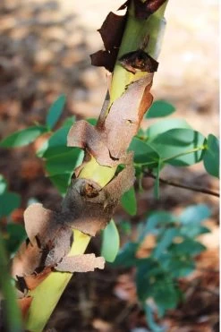 Sheila Cold Hardy Eucalyptus Tree (Eucalyptus Stellulata) - 1 Gallon Pot 21 Sheila Cold Hardy Eucalyptus Tree (Eucalyptus Stellulata) - 1 Gallon Pot -SHRUBS and BUSHES Store Eucalyptus Sheila 9 3