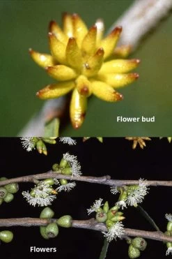 Skinny Minny Hardy Eucalyptus Tree (Eucalyptus Moorei) - Quart Pot 8 Skinny Minny Hardy Eucalyptus Tree (Eucalyptus Moorei) - Quart Pot -SHRUBS and BUSHES Store Eucalyptus Skinny Minny 1