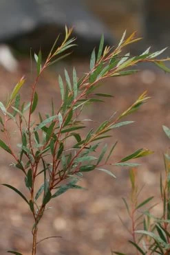 Skinny Minny Hardy Eucalyptus Tree (Eucalyptus Moorei) - Quart Pot 9 Skinny Minny Hardy Eucalyptus Tree (Eucalyptus Moorei) - Quart Pot -SHRUBS and BUSHES Store Eucalyptus Skinny Minny 2