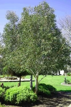 Snow Day Cold Hardy Eucalyptus Tree (Eucalyptus Gregsoniana) - 3 Gallon Pot 11 Snow Day Cold Hardy Eucalyptus Tree (Eucalyptus Gregsoniana) - 3 Gallon Pot -SHRUBS and BUSHES Store Eucalyptus Snow Day 2 3