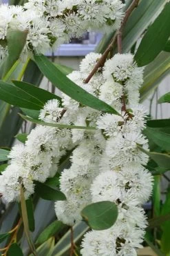 Snow Day Cold Hardy Eucalyptus Tree (Eucalyptus Gregsoniana) - 3 Gallon Pot 13 Snow Day Cold Hardy Eucalyptus Tree (Eucalyptus Gregsoniana) - 3 Gallon Pot -SHRUBS and BUSHES Store Eucalyptus Snow Day 5 3